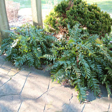 Load image into Gallery viewer, Holly Fern
