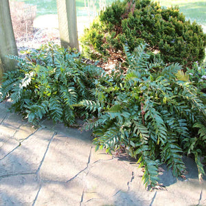 Holly Fern