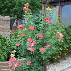 Joseph's Coat Climbing Rose