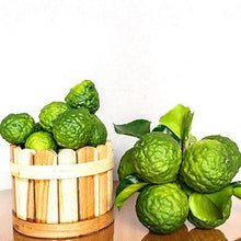 Load image into Gallery viewer, Kaffer &#39;Kieffer&#39; Lime Tree
