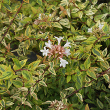 Load image into Gallery viewer, Kaleidoscope Abelia Shrub
