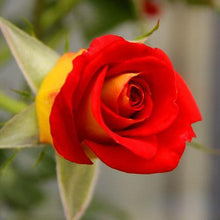 Load image into Gallery viewer, Ketchup &amp; Mustard Rose Tree
