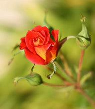 Load image into Gallery viewer, Ketchup &amp; Mustard Rose Tree
