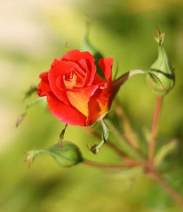 Ketchup & Mustard Rose Tree
