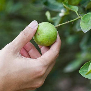 Key Lime Tree