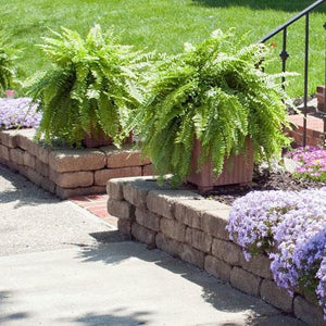 Kimberly Queen Fern