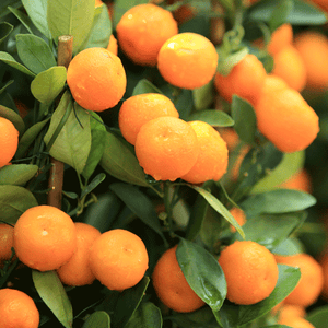 Kishu Mandarin Tree (Seedless)
