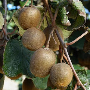 Fuzzy Kiwi - USDA Organic