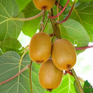 Fuzzy Kiwi - USDA Organic