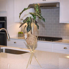 Load image into Gallery viewer, Kokedama Alocasia Plant
