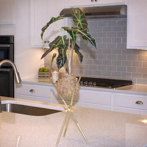 Kokedama Alocasia Plant
