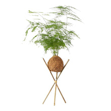 Load image into Gallery viewer, Kokedama Asparagus Fern Plant
