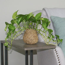 Load image into Gallery viewer, Kokedama Golden Pothos Plant
