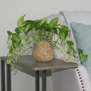 Kokedama Golden Pothos Plant