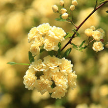 Load image into Gallery viewer, Lady Banks Climbing Rose

