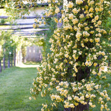 Load image into Gallery viewer, Lady Banks Climbing Rose
