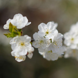 Lapins Cherry Tree