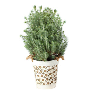 Italian Stone Pine Tree in Decorative Pot