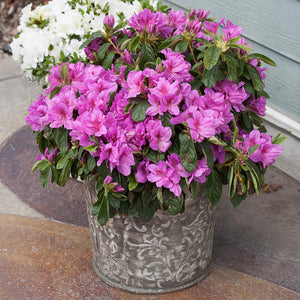 Bloom-A-Thon® Lavender Azalea Shrub