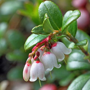 Lingonberry Plant