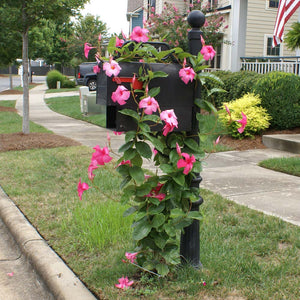 Alice du Pont Mandevilla Shrub