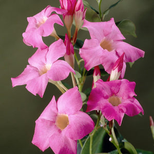 Alice du Pont Mandevilla Shrub
