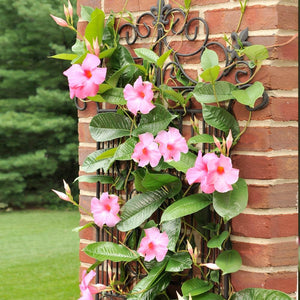 Alice du Pont Mandevilla Shrub