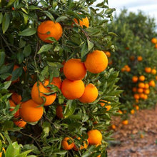Load image into Gallery viewer, Midknight Valencia Orange
