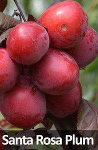 3-in-1 Plum Tree