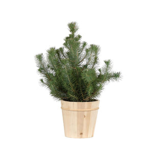Italian Stone Pine Tree in Decorative Pot