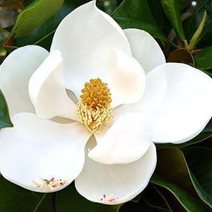 Southern Magnolia – ripndipclothing14234234.com