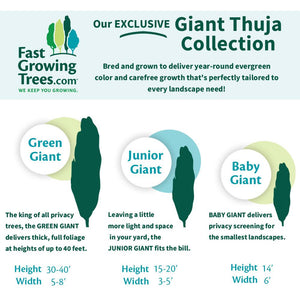 Junior Giant Thuja Tree