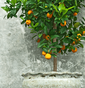 Clementine Tree