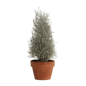 Cushion Bush - Pyramid