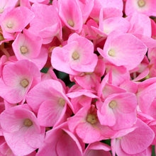 Load image into Gallery viewer, Let&#39;s Dance® Blue Jangles Hydrangea Shrub
