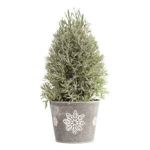Goodwin Creek Gray Lavender